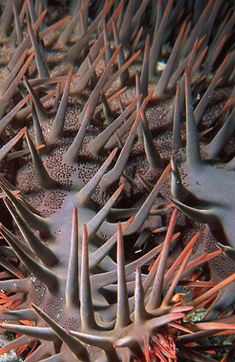 Crown of thorn starfish (Acanthaster planci). Queensland, Australia.