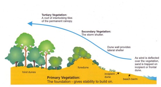 Coastal Sand Dunes Case Study Stockton